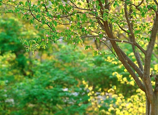 포토 JPG 주간 나무 식물 자연 풍경 사람없음 야외 초록색 숲 푸른숲 국내포토 자연요소 컬러 생태계 파일형식