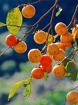 포토 JPG 주간 나무 식물 열매 과일 자연 감 근접촬영 사람없음 야외 아웃포커스 초록색 주황색 감나무 국내포토 자연요소 뷰포인트 컬러 촬영기법 생태계 파일형식