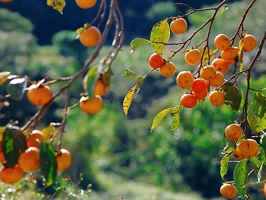 포토 JPG 주간 나무 식물 열매 과일 자연 감 근접촬영 사람없음 야외 초록색 주황색 감나무 국내포토 자연요소 뷰포인트 컬러 생태계 파일형식