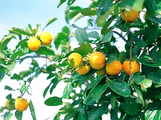 포토 JPG 주간 나무 식물 열매 과일 자연 감 근접촬영 사람없음 야외 초록색 주황색 감나무 국내포토 자연요소 뷰포인트 컬러 생태계 파일형식