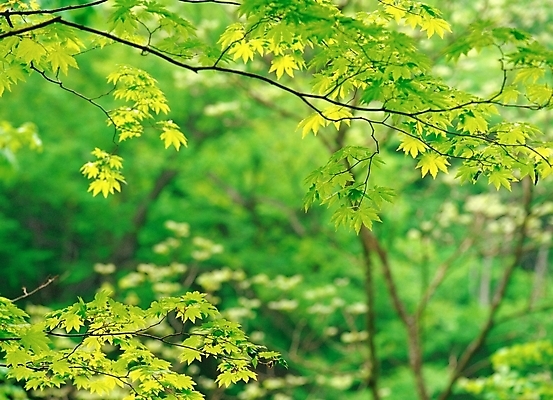 포토 JPG 주간 나무 식물 잎 자연 나뭇잎 풍경 근접촬영 사람없음 야외 아웃포커스 숲 푸른숲 국내포토 자연요소 뷰포인트 촬영기법 생태계 파일형식