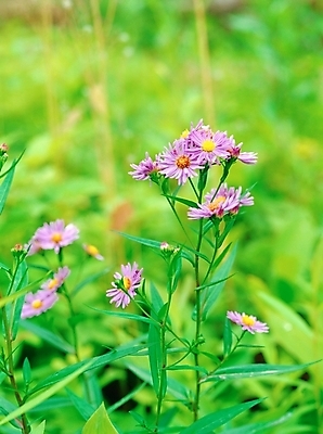 포토 JPG 주간 식물 사계절 계절 꽃 분홍색 여러송이 꽃밭 자연 근접촬영 사람없음 야외 아웃포커스 초록색 봄 들꽃 국내포토 자연요소 뷰포인트 컬러 다수 촬영기법 생태계 파일형식