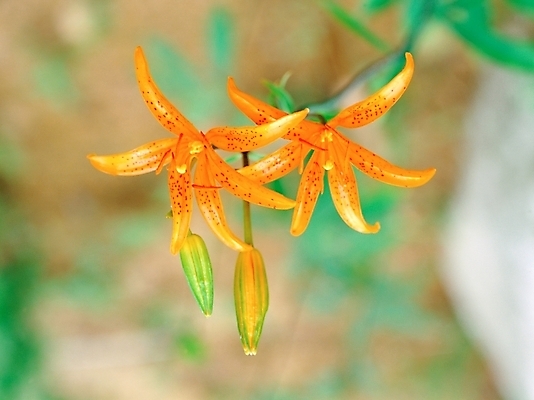 포토 JPG 주간 식물 사계절 계절 꽃 여름꽃 자연 근접촬영 사람없음 야외 아웃포커스 봄 들꽃 백합 두송이 국내포토 자연요소 뷰포인트 2 촬영기법 생태계 파일형식 여름_계절