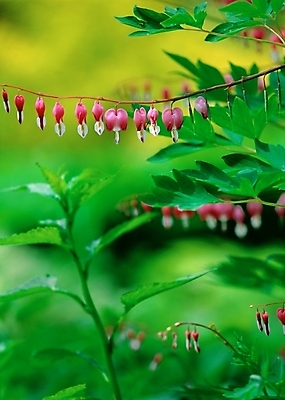 포토 JPG 주간 식물 사계절 계절 꽃 여러송이 봄꽃 자연 근접촬영 사람없음 야외 아웃포커스 초록색 봄 들꽃 금낭화 국내포토 자연요소 뷰포인트 컬러 다수 촬영기법 생태계 파일형식