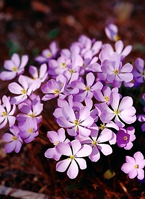 포토 JPG 주간 식물 사계절 계절 꽃 여러송이 봄꽃 자연 근접촬영 사람없음 야외 아웃포커스 보라색 봄 들꽃 깽깽이 깽깽이풀 국내포토 자연요소 뷰포인트 컬러 다수 촬영기법 생태계 파일형식