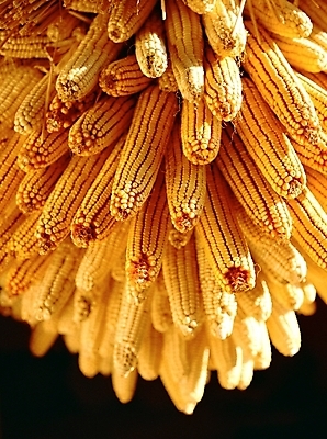 포토 JPG 주간 열매 음식 로우앵글 식재료 곡류 옥수수 근접촬영 사람없음 야외 국내포토 자연요소 식물 뷰포인트 파일형식