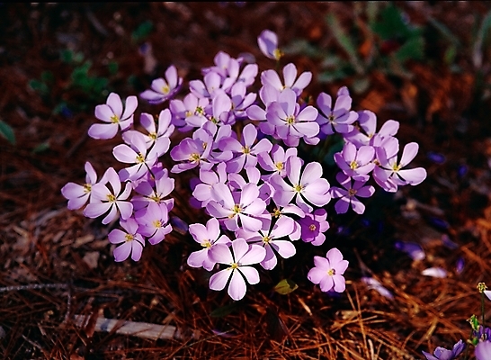 포토 JPG 주간 식물 사계절 계절 꽃 여러송이 봄꽃 자연 근접촬영 사람없음 야외 아웃포커스 봄 들꽃 깽깽이 깽깽이풀 국내포토 자연요소 뷰포인트 다수 촬영기법 생태계 파일형식