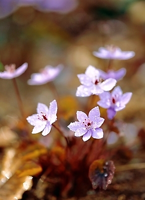 포토 JPG 주간 식물 사계절 계절 꽃 여러송이 봄꽃 자연 근접촬영 사람없음 야외 아웃포커스 봄 들꽃 깽깽이 깽깽이풀 국내포토 자연요소 뷰포인트 다수 촬영기법 생태계 파일형식