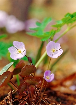 포토 JPG 주간 식물 사계절 계절 꽃 봄꽃 자연 근접촬영 사람없음 야외 아웃포커스 초록색 봄 들꽃 세송이 깽깽이 깽깽이풀 국내포토 자연요소 뷰포인트 컬러 촬영기법 3 생태계 파일형식