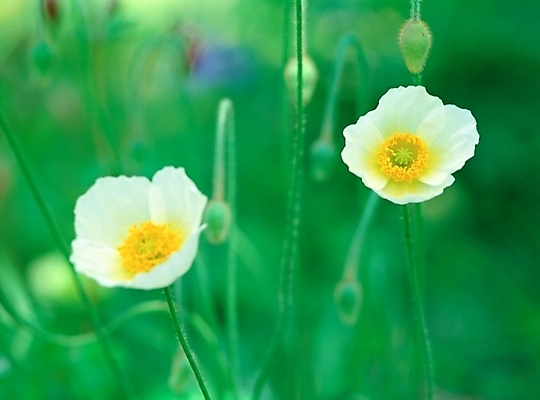 포토 JPG 주간 식물 사계절 계절 꽃 여름꽃 자연 근접촬영 사람없음 야외 아웃포커스 초록색 봄 들꽃 흰색 두송이 양귀비 국내포토 자연요소 뷰포인트 컬러 2 촬영기법 생태계 파일형식 여름_계절
