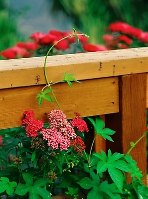 포토 JPG 주간 식물 사계절 계절 꽃 여러송이 꽃밭 자연 근접촬영 사람없음 야외 아웃포커스 빨간색 초록색 봄 들꽃 국내포토 자연요소 뷰포인트 컬러 다수 촬영기법 생태계 파일형식