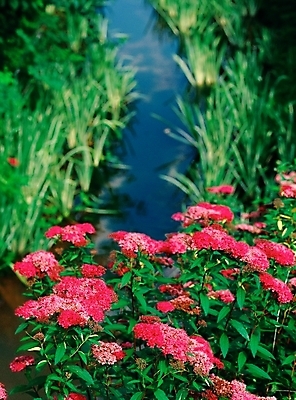 포토 JPG 주간 식물 사계절 계절 꽃 여러송이 꽃밭 자연 근접촬영 사람없음 야외 아웃포커스 빨간색 초록색 봄 들꽃 풀 국내포토 자연요소 뷰포인트 컬러 다수 촬영기법 생태계 파일형식