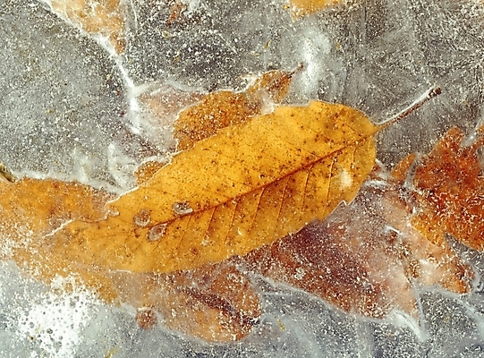 포토 JPG 주간 식물 사계절 계절 낙엽 잎 겨울 자연 나뭇잎 풍경 근접촬영 사람없음 야외 빙판 얼음판 국내포토 자연요소 뷰포인트 얼음 생태계 파일형식