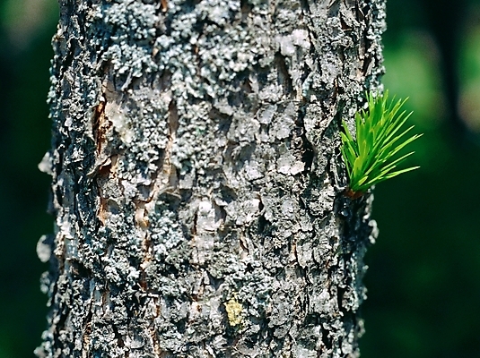 포토 JPG 주간 나무 식물 자연 풍경 근접촬영 사람없음 야외 아웃포커스 초록색 나무껍질 국내포토 자연요소 뷰포인트 컬러 촬영기법 껍질 생태계 파일형식