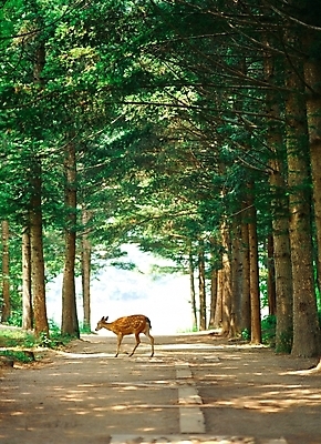 포토 JPG 주간 나무 동물 척추동물 육지동물 길 야생동물 포유류 자연 사슴 여러그루 풍경 사람없음 야외 초록색 산책로 남이섬 수목 국내포토 자연요소 식물 컬러 섬 다수 생태계 강원도 파일형식