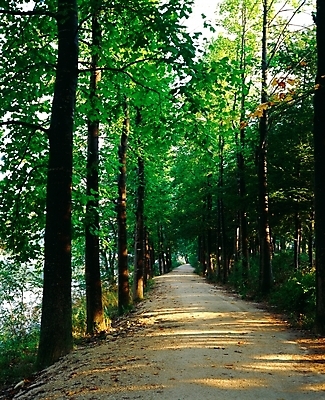 포토 JPG 주간 나무 공원 길 자연 여러그루 풍경 사람없음 야외 초록색 산책로 남이섬 수목 푸른숲 국내포토 자연요소 식물 공공시설 컬러 섬 다수 숲 생태계 강원도 파일형식