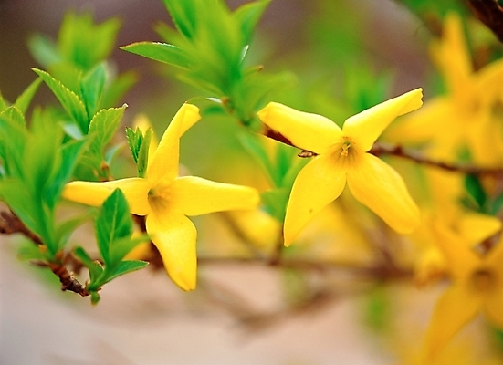 포토 JPG 주간 식물 꽃 봄꽃 자연 근접촬영 사람없음 야외 아웃포커스 초록색 노란색 봄 개나리 국내포토 자연요소 계절 뷰포인트 컬러 촬영기법 생태계 파일형식