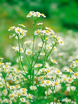 포토 JPG 주간 식물 꽃 여름꽃 자연 근접촬영 사람없음 야외 아웃포커스 초록색 흰색 망초꽃 국내포토 자연요소 뷰포인트 컬러 촬영기법 생태계 파일형식 여름_계절