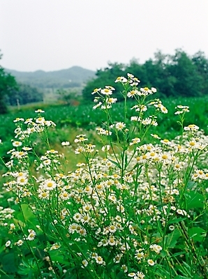 포토 JPG 주간 식물 꽃 여름꽃 자연 사람없음 야외 망초꽃 국내포토 자연요소 생태계 파일형식 여름_계절