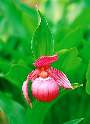 포토 JPG 주간 식물 꽃 분홍색 여름꽃 자연 근접촬영 사람없음 야외 아웃포커스 초록색 들꽃 개불알꽃 국내포토 자연요소 뷰포인트 컬러 촬영기법 생태계 파일형식 여름_계절