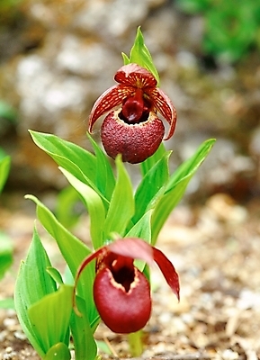 포토 JPG 주간 식물 꽃 여름꽃 자연 근접촬영 사람없음 야외 아웃포커스 초록색 들꽃 개불알꽃 국내포토 자연요소 뷰포인트 컬러 촬영기법 생태계 파일형식 여름_계절