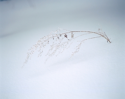 포토 JPG 주간 식물 사계절 계절 배경화면 백그라운드 겨울 자연 풍경 초원 사람없음 야외 설원 흰색 눈 풀 국내포토 자연요소 컬러 날씨 눈_날씨 생태계 파일형식