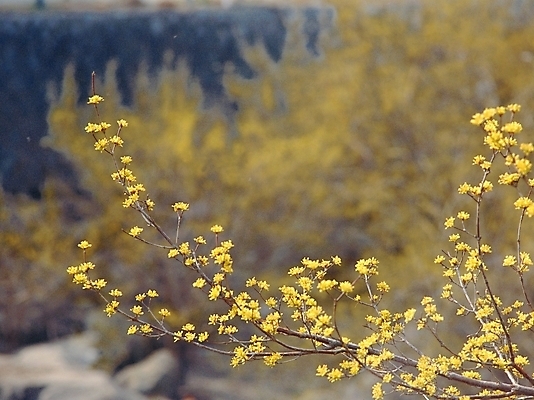 포토 JPG 주간 식물 꽃 봄꽃 자연 사람없음 야외 아웃포커스 노란색 숲 경기도 산수유 이천 국내포토 자연요소 컬러 한국 촬영기법 봄 생태계 파일형식
