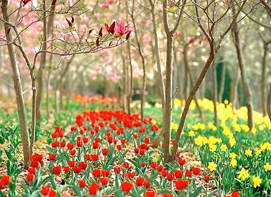 포토 JPG 주간 나무 식물 공원 꽃 여러송이 꽃밭 봄꽃 자연 풍경 사람없음 야외 빨간색 노란색 튤립 용인 국내포토 자연요소 공공시설 컬러 다수 봄 생태계 경기도 파일형식