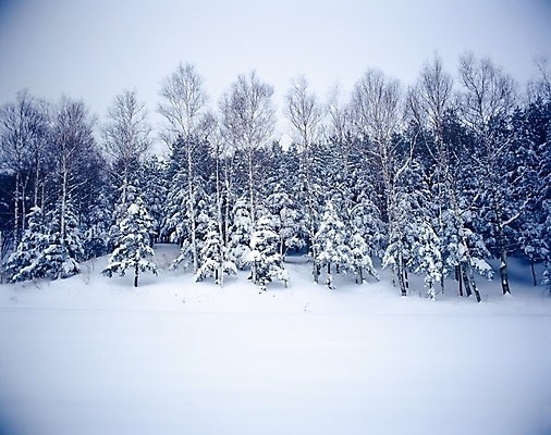 포토 JPG 주간 나무 식물 사계절 계절 설경 겨울 자연 눈꽃 여러그루 풍경 사람없음 야외 설원 눈 숲 대관령 국내포토 자연요소 다수 날씨 눈_날씨 생태계 강원도 파일형식