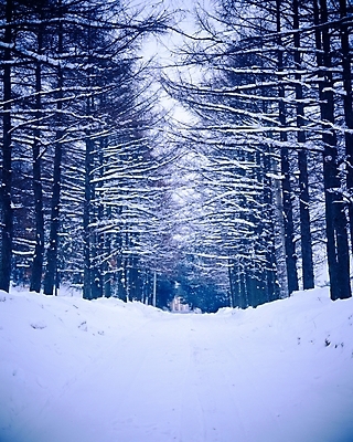 포토 JPG 주간 나무 식물 사계절 계절 공원 길 설경 겨울 자연 눈꽃 여러그루 풍경 사람없음 야외 설원 산책로 흰색 눈 강원도 대설 대관령 국내포토 자연요소 공공시설 컬러 다수 날씨 한국 눈_날씨 절기 생태계 파일형식