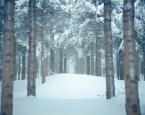 포토 JPG 주간 나무 식물 사계절 계절 공원 길 설경 겨울 자연 눈꽃 여러그루 풍경 사람없음 야외 설원 산책로 흰색 눈 진부 국내포토 자연요소 공공시설 컬러 다수 날씨 눈_날씨 생태계 평창 파일형식