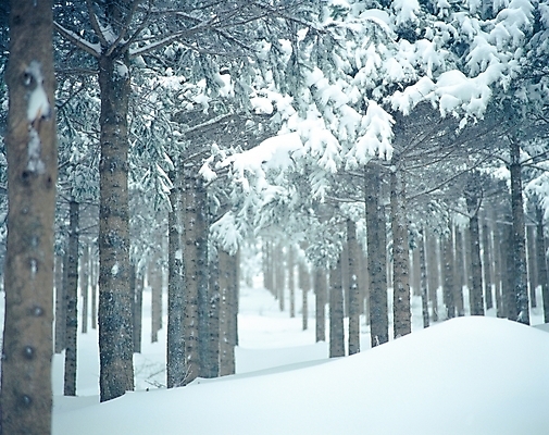 포토 JPG 주간 나무 식물 사계절 계절 길 설경 겨울 자연 산 눈꽃 여러그루 풍경 사람없음 야외 설원 산책로 눈 강원도 대설 진부 국내포토 자연요소 다수 날씨 한국 눈_날씨 절기 생태계 평창 파일형식