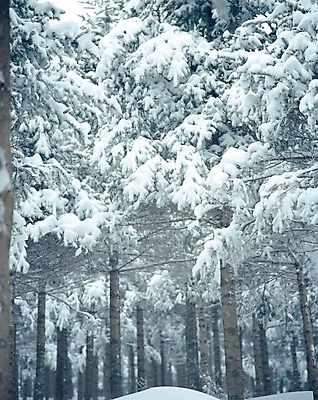 포토 JPG 주간 나무 식물 사계절 계절 설경 겨울 자연 눈꽃 여러그루 풍경 사람없음 야외 설원 흰색 눈 숲 진부 국내포토 자연요소 컬러 다수 날씨 눈_날씨 생태계 평창 파일형식
