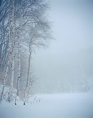 포토 JPG 주간 나무 사계절 계절 설경 겨울 자연 산 여러그루 풍경 사람없음 야외 설원 안개 눈 강원도 진부 국내포토 자연요소 식물 다수 날씨 한국 눈_날씨 생태계 평창 파일형식
