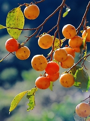 포토 JPG 주간 나무 식물 열매 과일 자연 감 근접촬영 사람없음 야외 아웃포커스 초록색 주황색 여러개 무르익은 국내포토 자연요소 뷰포인트 컬러 다수 촬영기법 생태계 파일형식