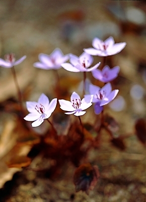 포토 JPG 주간 식물 꽃 여러송이 봄꽃 자연 근접촬영 사람없음 야외 아웃포커스 들꽃 깽깽이 깽깽이풀 국내포토 자연요소 뷰포인트 다수 촬영기법 봄 생태계 파일형식