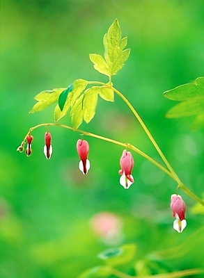 포토 JPG 주간 식물 꽃 분홍색 봄꽃 자연 근접촬영 사람없음 야외 아웃포커스 초록색 들꽃 금낭화 국내포토 자연요소 뷰포인트 컬러 촬영기법 봄 생태계 파일형식