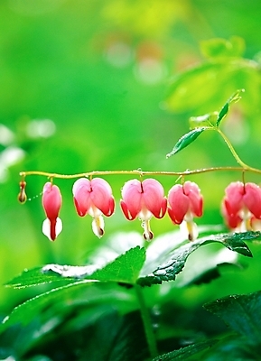 포토 JPG 주간 식물 꽃 분홍색 봄꽃 자연 근접촬영 사람없음 야외 아웃포커스 초록색 들꽃 금낭화 국내포토 자연요소 뷰포인트 컬러 촬영기법 봄 생태계 파일형식