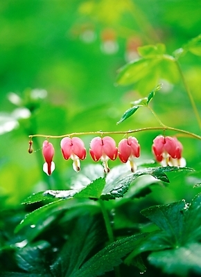 포토 JPG 주간 식물 꽃 분홍색 봄꽃 자연 근접촬영 사람없음 야외 아웃포커스 초록색 들꽃 금낭화 국내포토 자연요소 뷰포인트 컬러 촬영기법 봄 생태계 파일형식