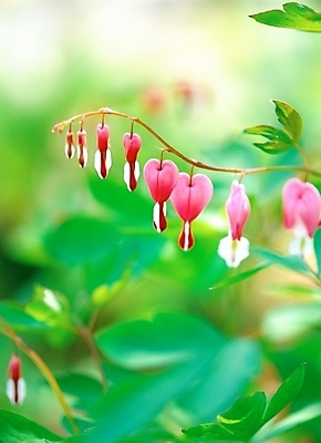 포토 JPG 주간 식물 꽃 분홍색 봄꽃 자연 근접촬영 사람없음 야외 아웃포커스 초록색 들꽃 금낭화 국내포토 자연요소 뷰포인트 컬러 촬영기법 봄 생태계 파일형식