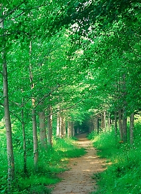 포토 JPG 주간 나무 사계절 계절 길 자연 여러그루 풍경 사람없음 야외 초록색 봄 산책로 광릉 수목 국내포토 자연요소 식물 컬러 다수 생태계 남양주 왕릉 파일형식