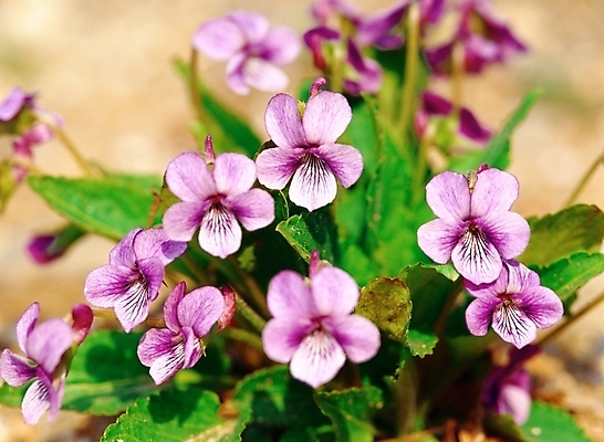 포토 JPG 주간 식물 꽃 여러송이 봄꽃 자연 근접촬영 사람없음 야외 아웃포커스 초록색 제비꽃 국내포토 자연요소 뷰포인트 컬러 다수 촬영기법 봄 생태계 파일형식