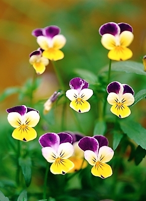 포토 JPG 주간 식물 꽃 여러송이 봄꽃 자연 근접촬영 사람없음 야외 아웃포커스 초록색 노란색 보라색 제비꽃 국내포토 자연요소 뷰포인트 컬러 다수 촬영기법 봄 생태계 파일형식