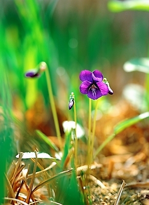 포토 JPG 주간 식물 꽃 한송이 봄꽃 자연 근접촬영 사람없음 야외 아웃포커스 초록색 보라색 제비꽃 국내포토 자연요소 1 뷰포인트 컬러 촬영기법 봄 생태계 송이 파일형식