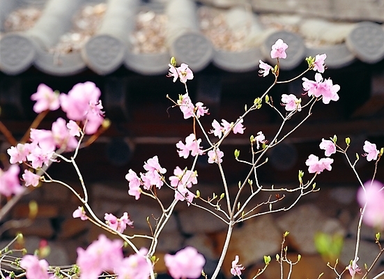 포토 JPG 주간 식물 사계절 계절 꽃 분홍색 여러송이 고건축 봄꽃 자연 한옥 주택 기와집 근접촬영 사람없음 야외 아웃포커스 봄 진달래 철쭉 국내포토 자연요소 한국전통 건축물 뷰포인트 컬러 다수 촬영기법 건물 생태계 파일형식