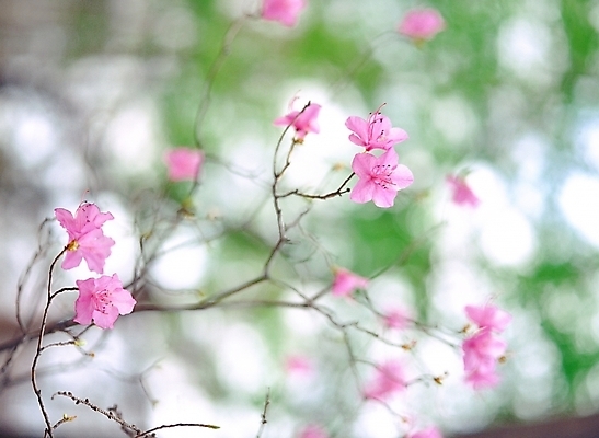 포토 JPG 주간 식물 사계절 계절 꽃 분홍색 여러송이 봄꽃 자연 근접촬영 사람없음 야외 아웃포커스 봄 진달래 철쭉 국내포토 자연요소 뷰포인트 컬러 다수 촬영기법 생태계 파일형식