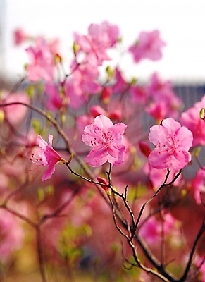 포토 JPG 주간 식물 사계절 계절 꽃 분홍색 여러송이 봄꽃 자연 근접촬영 사람없음 야외 아웃포커스 봄 진달래 철쭉 국내포토 자연요소 뷰포인트 컬러 다수 촬영기법 생태계 파일형식