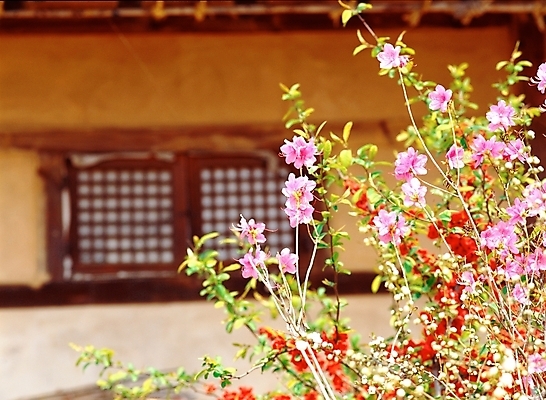 포토 JPG 주간 식물 사계절 계절 꽃 여러송이 고건축 봄꽃 자연 한옥 주택 근접촬영 사람없음 야외 아웃포커스 빨간색 초록색 보라색 봄 진달래 철쭉 국내포토 자연요소 한국전통 건축물 뷰포인트 컬러 다수 촬영기법 건물 생태계 파일형식