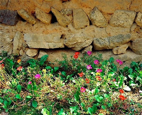 포토 JPG 주간 식물 건축물 사계절 계절 꽃 벽 여러송이 여름꽃 자연 돌담 사람없음 야외 초록색 담장 보라색 봄 채송화 국내포토 자연요소 건축 컬러 다수 돌_바위 생태계 파일형식 여름_계절