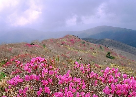 포토 JPG 주간 식물 사계절 계절 꽃 여러송이 봄꽃 자연 산 풍경 사람없음 야외 봄 진달래 철쭉 국내포토 자연요소 다수 생태계 파일형식